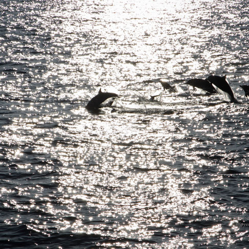 Marine Life of Rocha Uruguay