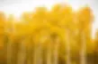 Aspen.webp