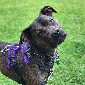 Staffy .jpeg