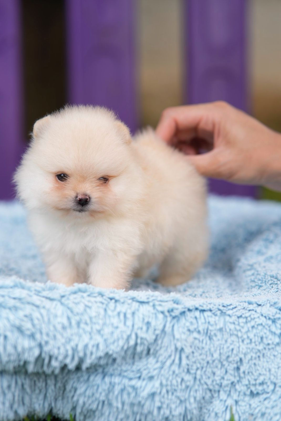 Spitz Alemão Macho Creme