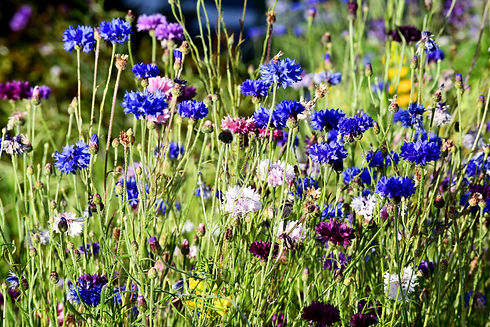 DSC_0651_edited.jpg