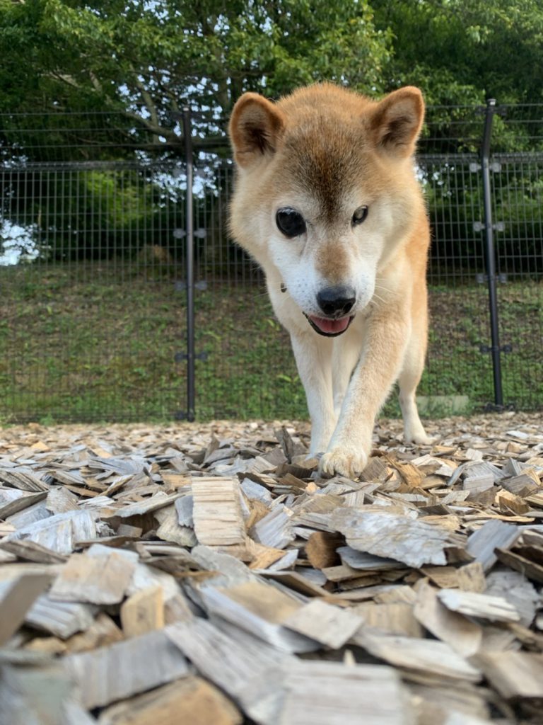 コメット