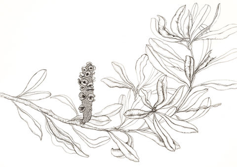 18-Banksia seedpod.jpg