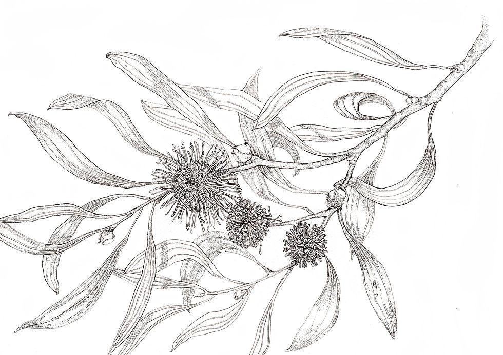 pincushion hakea greeting card