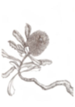 coastal banksia flower 1