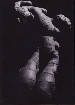 Gingembre ou mandragore ?