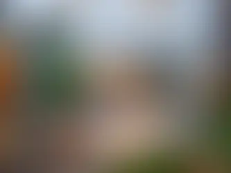 Plant Walls- A modern innovation for green living