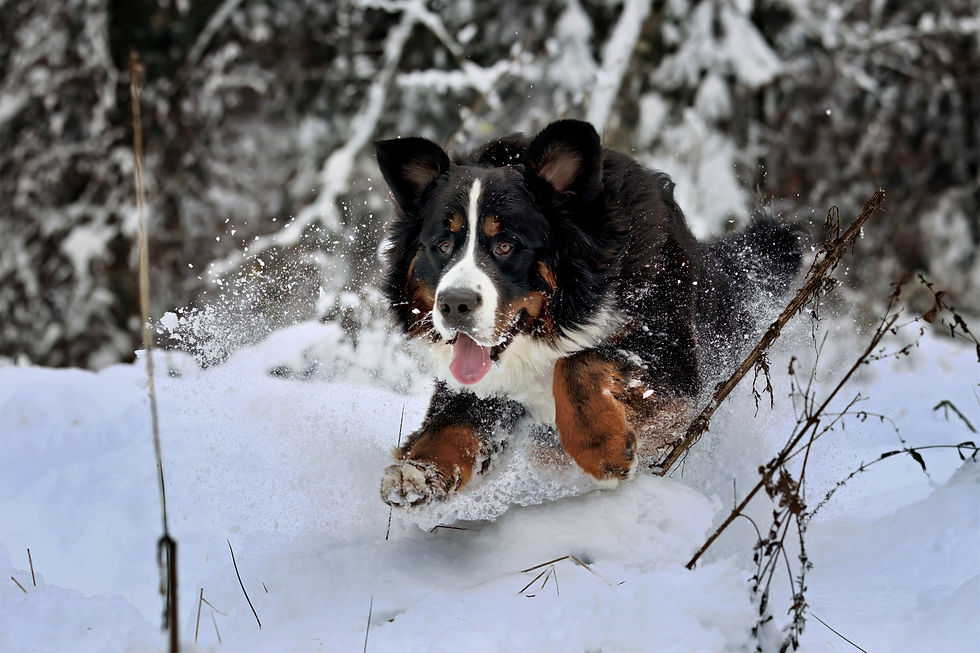 Atmos tollt im Schnee