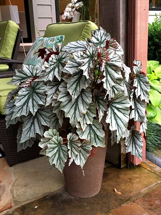 Mimi Martinson | martinsons