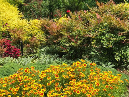 Proper Watering Is Key During Summer