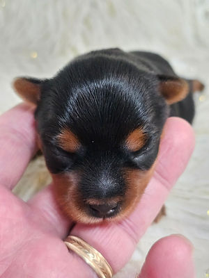 Reika's puppy