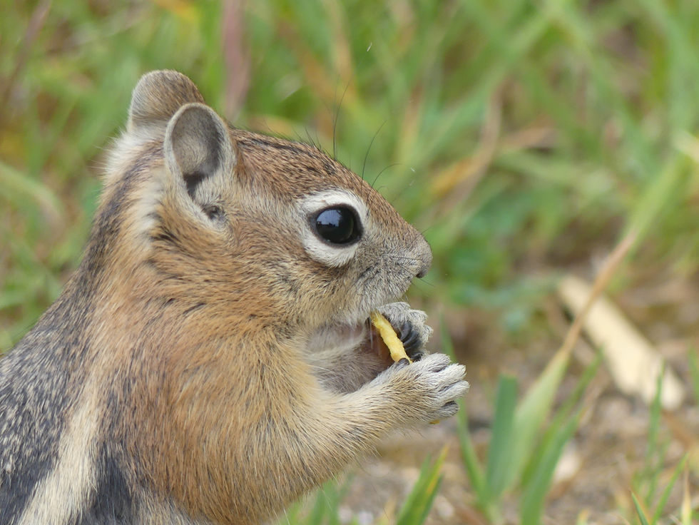 Golden-Mantled Ground Squirrel