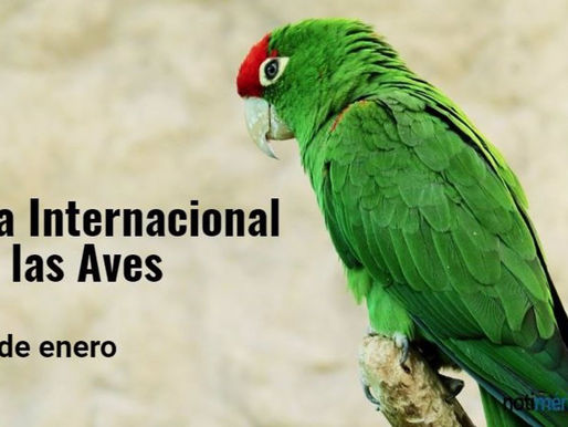 10 de enero.- Día Mundial de las aves