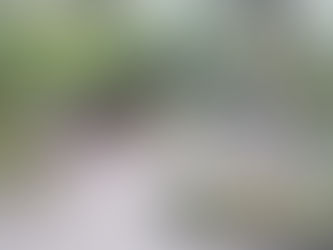 No se han derribado árboles en el parque: Ecología