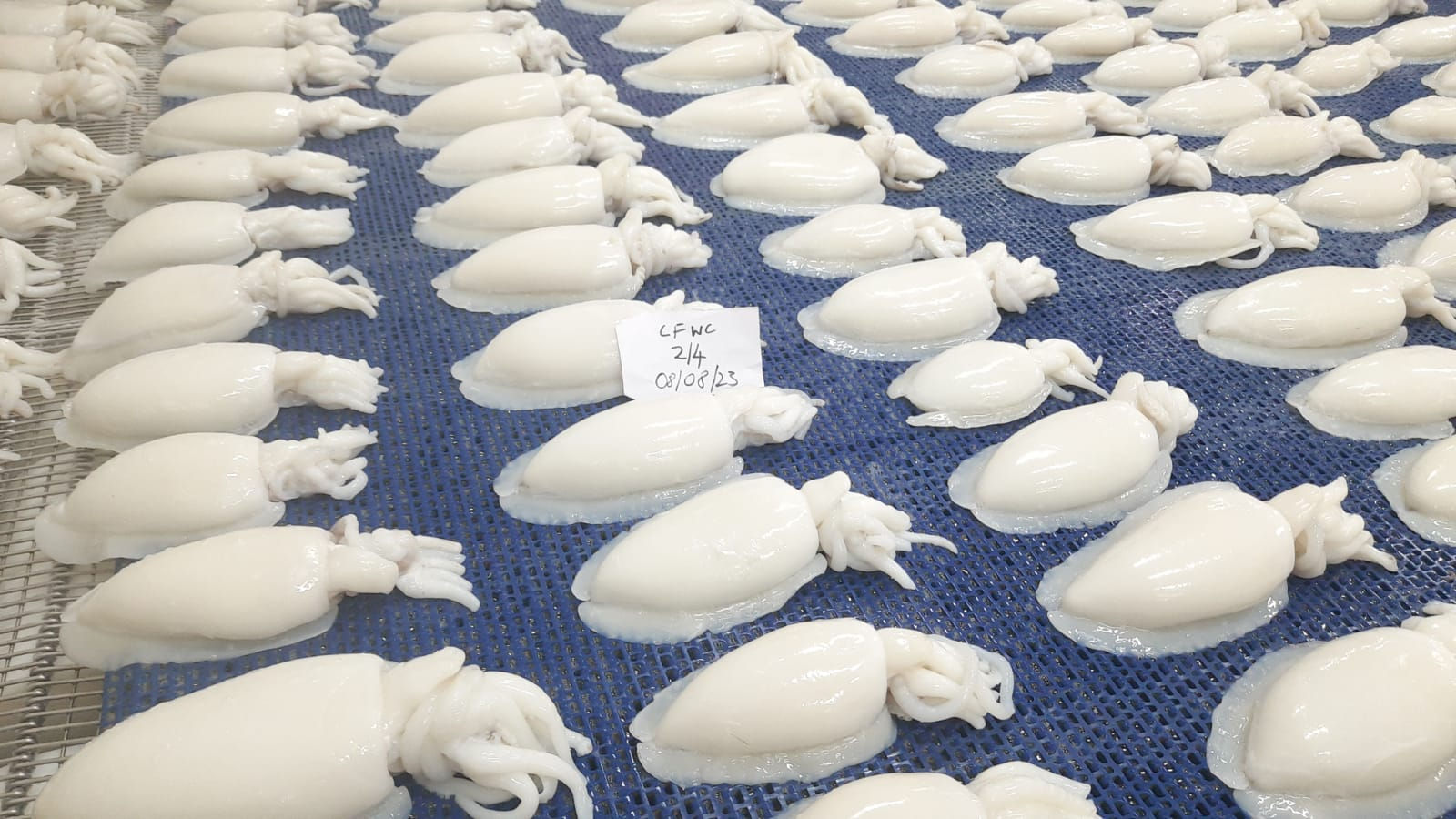 Cuttle Fish Whole Cleaned IQF