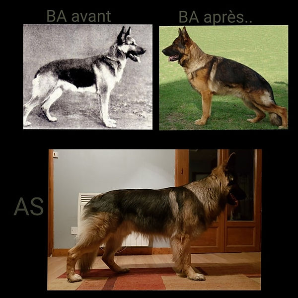 avant_après_as.jpg