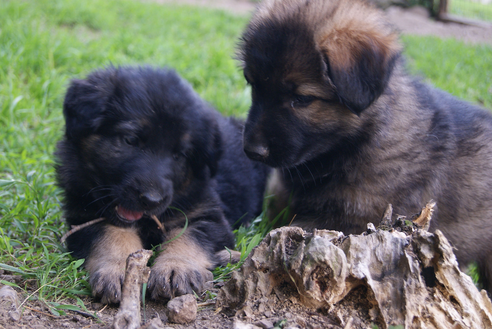 Les chiots de Nuwa