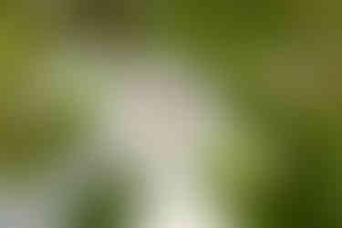 Close up of weddings rings sitting on white daisies. Take by Nicki Jones Photography, Powys Wedding Photographer.