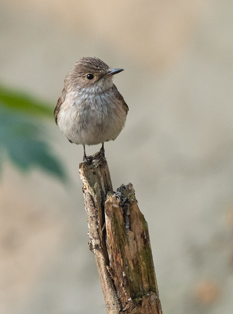 Spotted flycatcher clicked by Abhishek Das on Bali Island, Sunderbans