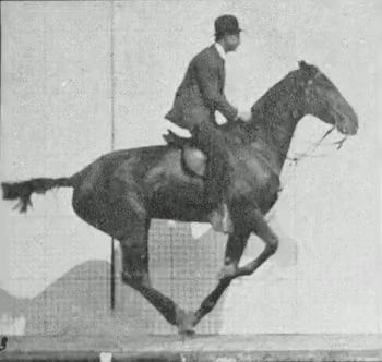 horse-small-1.gif
