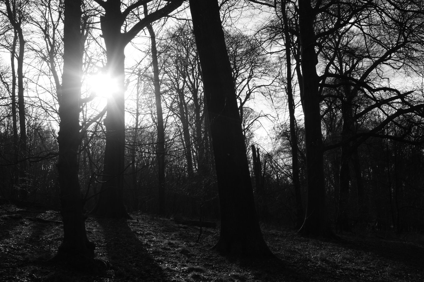 Hertfordshire Sunlight BandW