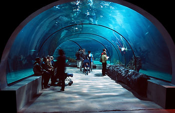 aquarium underwater tube gallery
