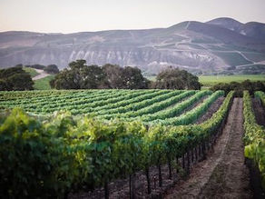 The best Pinot Noir AVA in CA?