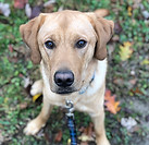 Oakville Dog Walker | City n Tails