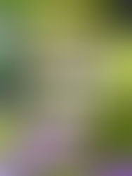 דונאטס שוקולד בריאים וקלים להכנה