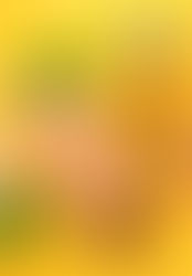 רול בקר וחזה הודו