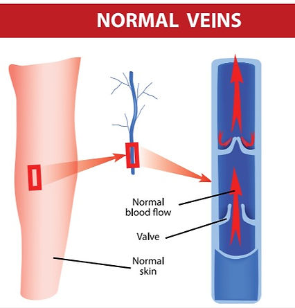 Normal veins