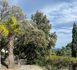 Ferienhaus Korsika, 150m vom Sandstrand, Hund willkommen