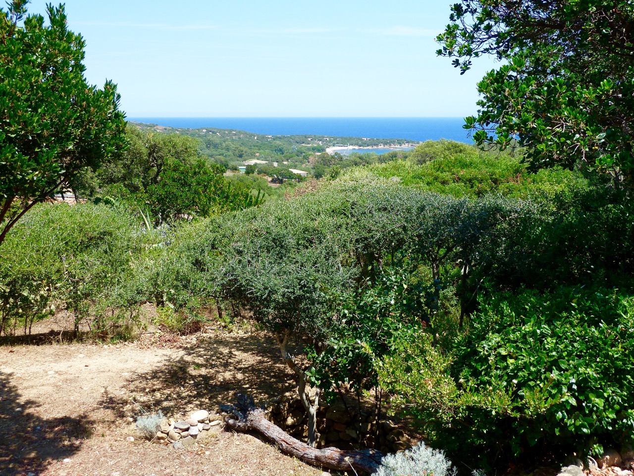 Corse Porot-Vecchio / Rosumarinu
