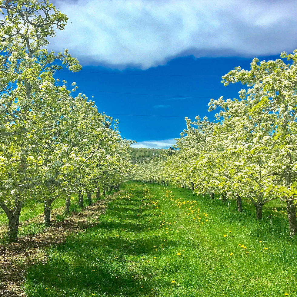 abrahams_organics_cherry_grove