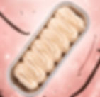 Blush Vanilla Bean