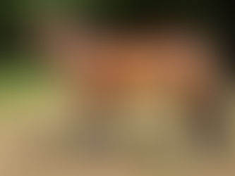 Supporting a Healthy Coat: Why Skin pH Balance Matters for Horses