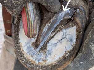 The Mystery of the Horse's Frog: What Is That White Milky Fluid?