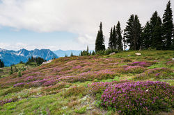 Mount Rainier National Park, Washington