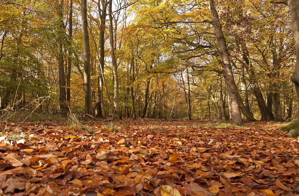 Autumn Colours in Ashridge