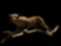 Lepard Black Dark.png