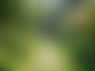 Why You Need a Garden Design Consultation