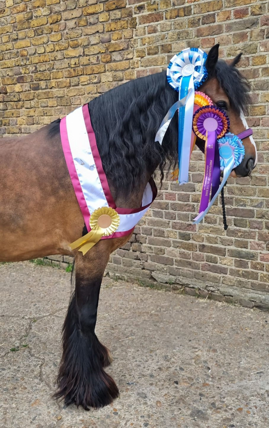 Online Horse Showing Model