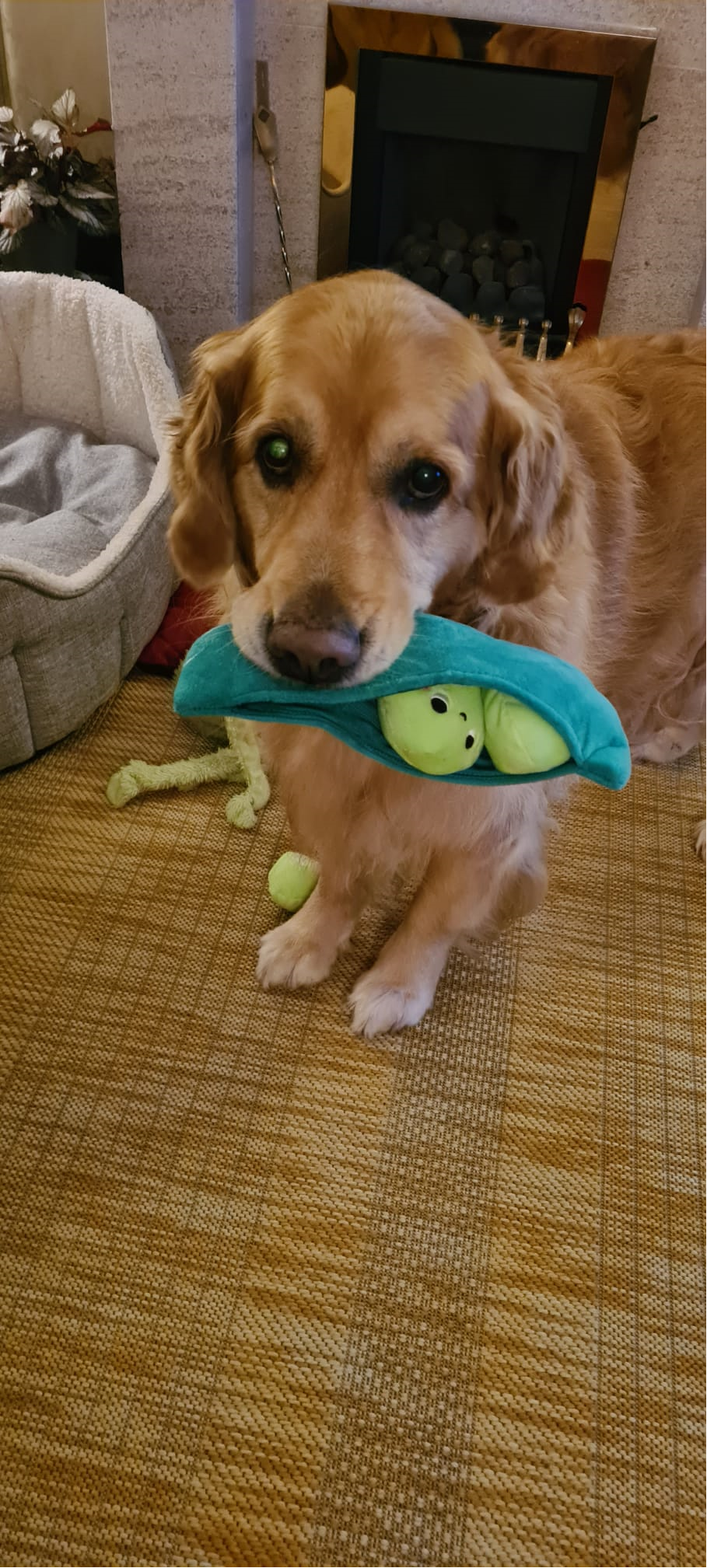 Dan with his toy peas in a pod - a Christmas present from the staff at Gillibrand Hall
