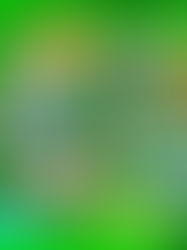 A map of the zoo featuring many animals including a chimpanzee, lion, tiger, panda bear, and gorilla.