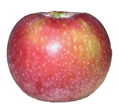 Dandee Red