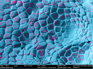 Scientific Photography Final: Micrography