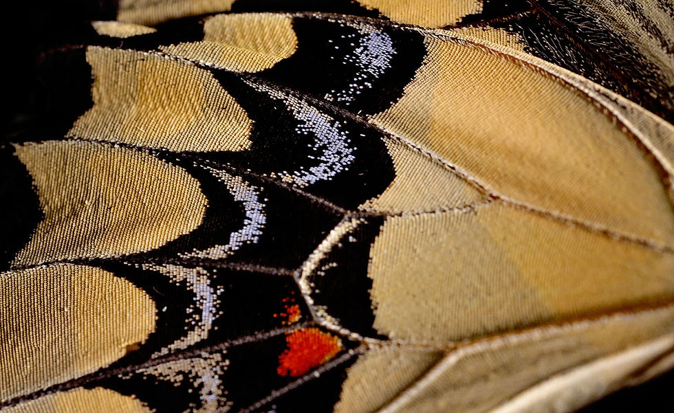 Macro Butterfly Wing