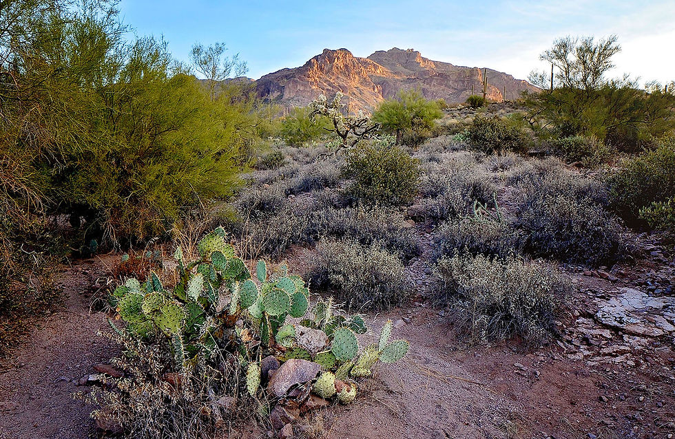 The Arizona View