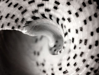 Macro Photography