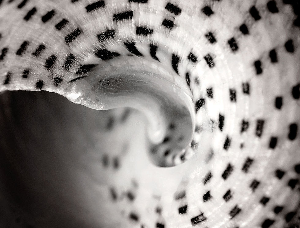 Macro Sea Shell